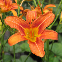 Orange Hemerocallis Flower seeds for Planting Wildflower Mix Heirloom & GMO Free Seeds for Home Garden