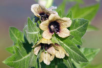 Cream Henbane Seeds for Planting