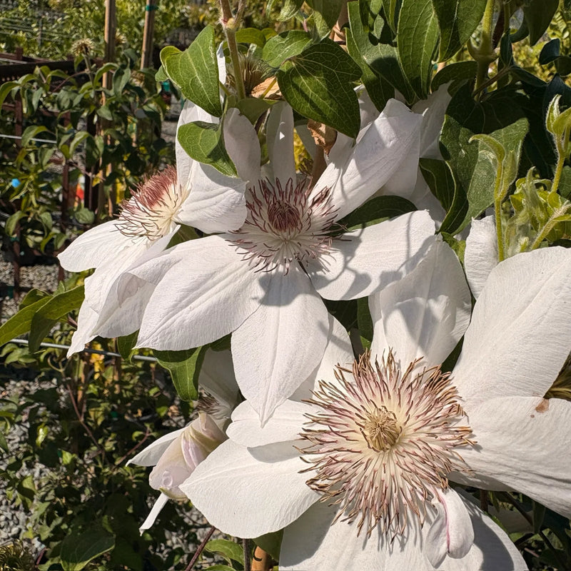 Brown White Clematis Flower seeds for Planting Wildflower Mix Heirloom & GMO Free Seeds for Home Garden
