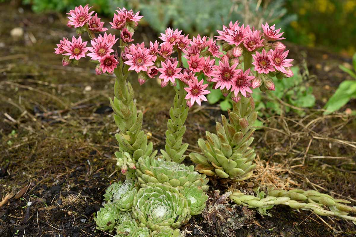 Green Chicks Sempervivum Flower seeds for Planting - Sun Loving, Heirloom & GMO Free Seeds for Home Garden