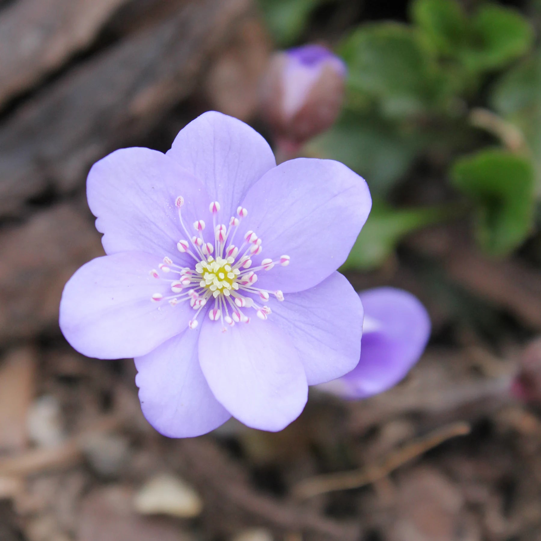 Hepatica Flower seeds for Planting - Sun Loving, Heirloom & GMO Free Seeds for Home Garden