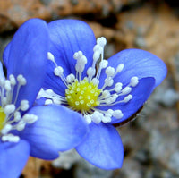 Hepatica Nobilis Flower seeds for Planting - Cut Flower Favorite, Heirloom & GMO Free Seeds for Home Garden