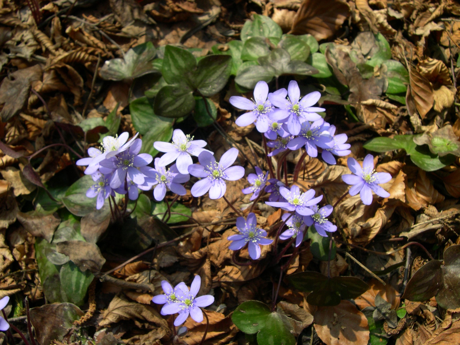 Hepatica Flower seeds for Planting - Sun Loving, Heirloom & GMO Free Seeds for Home Garden