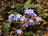 Hepatica Flower seeds for Planting - Sun Loving, Heirloom & GMO Free Seeds for Home Garden