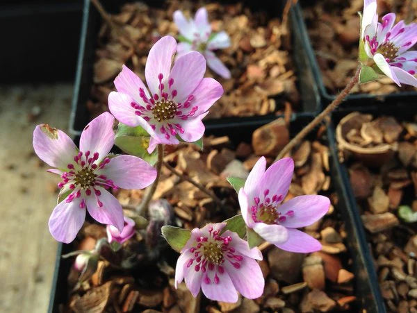 Pink White Hepatica Flower seeds for Planting - Hardy Variety, Heirloom & GMO Free Seeds for Home Garden