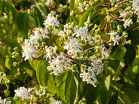 White Sevenson Flower seeds for Planting - Wildflower Mix, Heirloom & GMO Free Seeds for Home Garden