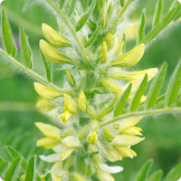 Yellow Astragalus Flower seeds for Planting - Wildflower Mix, Heirloom & GMO Free Seeds for Home Garden