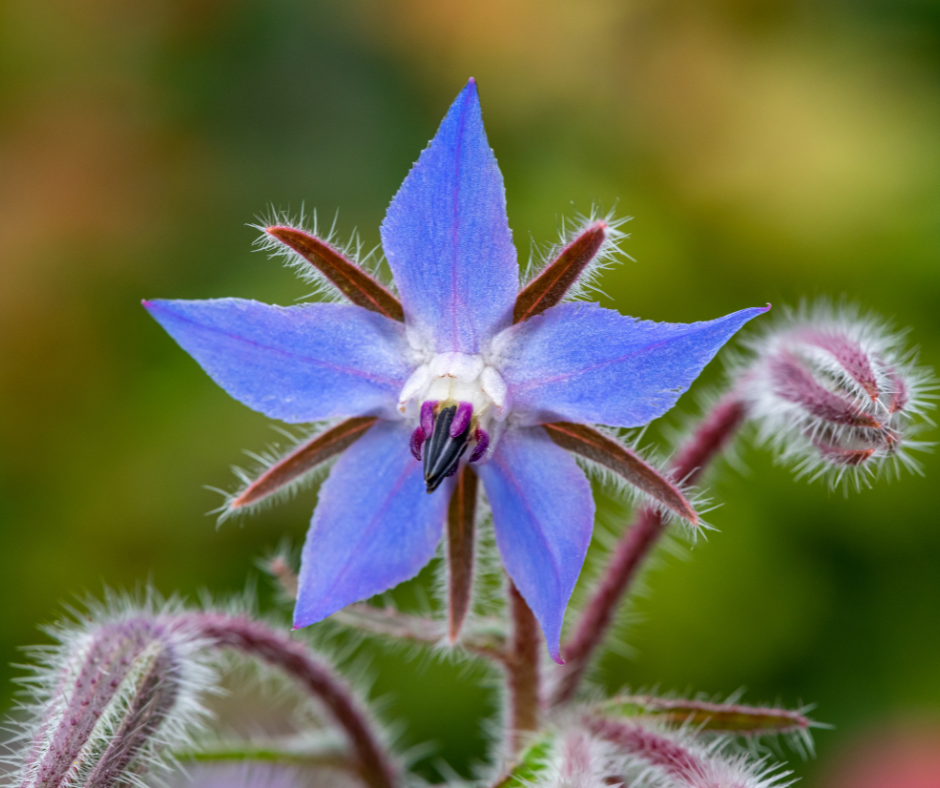 Dark Blue Borage Flower seeds for Planting - Low Maintenance, Heirloom & GMO Free Seeds for Home Garden