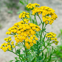 Heirloom Tansy Flower seeds for Planting Bright Blooms Heirloom & GMO Free Seeds for Home Garden