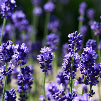English Lavender (Lavandula angustifolia) Flower seeds for Planting - Premium Quality, Heirloom & GMO Free Seeds for Home Garden
