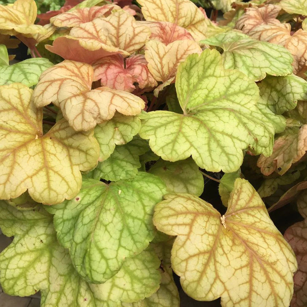 Mix Heuchera Champagne Flower seeds for Planting Pollinator Friendly Heirloom & GMO Free Seeds for Home Garden 
 
 Sale