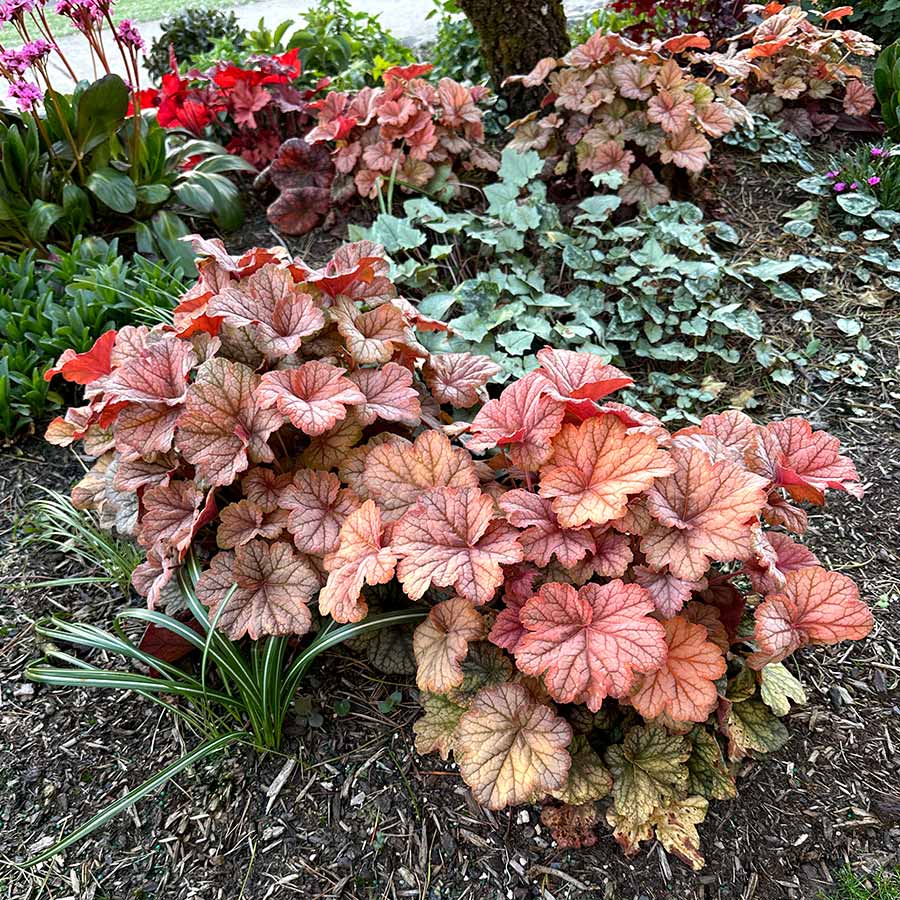 Heuchera Champagne plant with delicate flower spikes