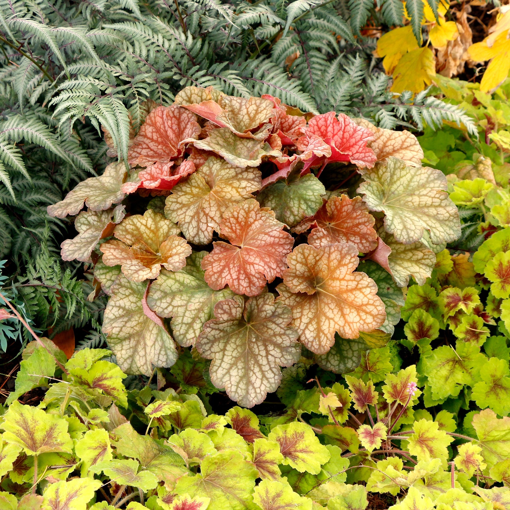 Heuchera Champagne flower seeds for planting