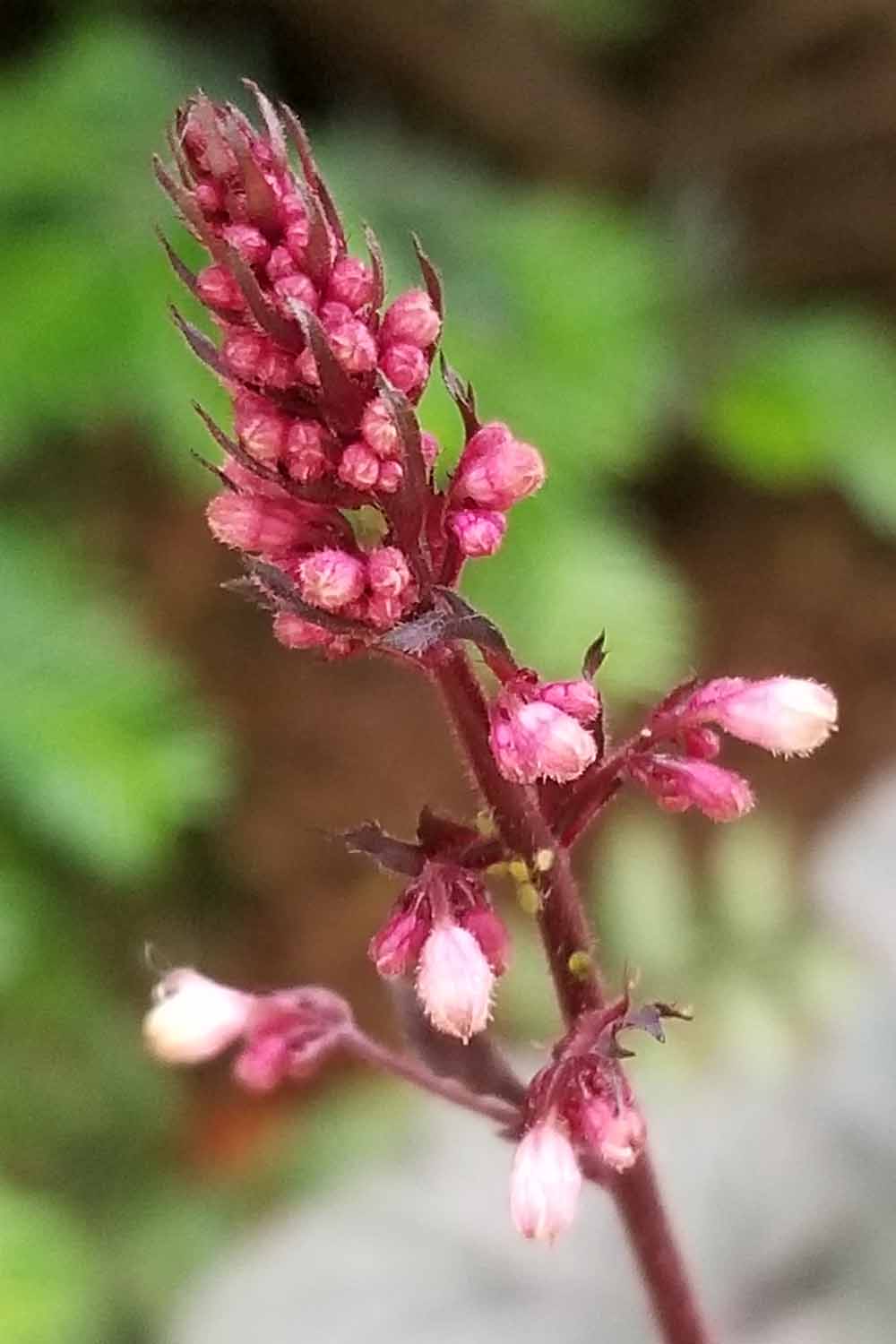 Maroon Heuchera Flower Seeds for Planting – Heirloom NonGMO Vibrant Garden Blooms Low Maintenance
 
 Sale