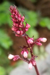 Maroon Heuchera Flower Seeds for Planting – Heirloom NonGMO Vibrant Garden Blooms Low Maintenance
 
 Sale