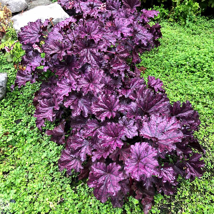 Purple Coral Bells Flower seeds for Planting - Sun Loving, Heirloom & GMO Free Seeds for Home Garden