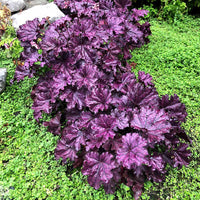 Purple Coral Bells Flower seeds for Planting - Sun Loving, Heirloom & GMO Free Seeds for Home Garden