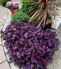 Purple Heuchera Flower seeds for Planting - Pollinator Friendly, Heirloom & GMO Free Seeds for Home Garden