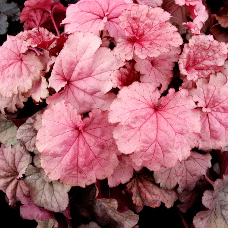 Baby Pink Heuchera Flower seeds for Planting Fragrant Blossoms Heirloom & GMO Free Seeds for Home Garden 
 
 Sale