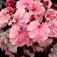 Baby Pink Heuchera Flower seeds for Planting Fragrant Blossoms Heirloom & GMO Free Seeds for Home Garden 
 
 Sale