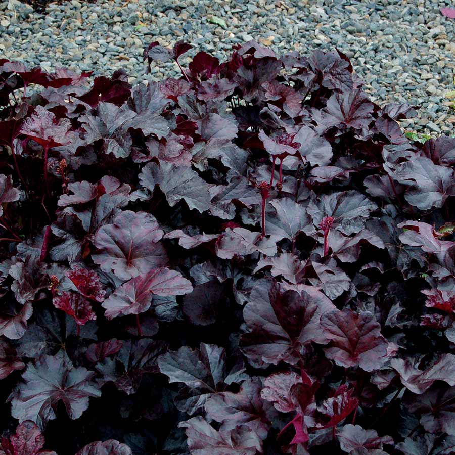 Black Obsidian Flower seeds for Planting - Cottage Garden Essential, Heirloom & GMO Free Seeds for Home Garden