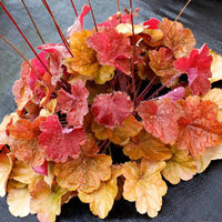 Orange Heuchera Flower seeds for Planting - Long Bloom Season, Heirloom & GMO Free Seeds for Home Garden