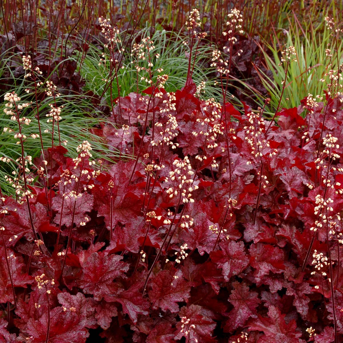 Maroon Heuchera Flower Seeds for Planting – Heirloom NonGMO Vibrant Garden Blooms Low Maintenance
 
 Sale