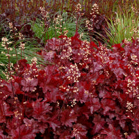 Maroon Heuchera Flower Seeds for Planting – Heirloom NonGMO Vibrant Garden Blooms Low Maintenance
 
 Sale