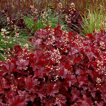 Maroon Heuchera Flower Seeds for Planting – Heirloom NonGMO Vibrant Garden Blooms Low Maintenance
 
 Sale