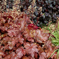 Maroon Heuchera Flower Seeds for Planting – Heirloom NonGMO Vibrant Garden Blooms Low Maintenance
 
 Sale