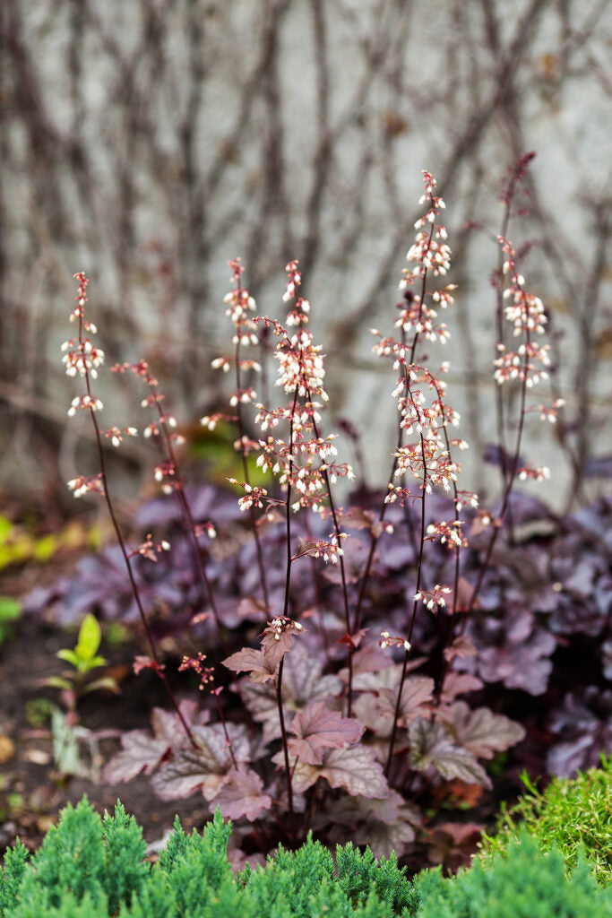 Purple Coral Bell Flower seeds for Planting - Seasonal Bloomer, Heirloom & GMO Free Seeds for Home Garden