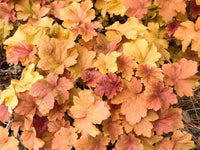 Light Orange Heuchera Flower Seeds for Planting Heirloom NONGMO Seeds for Garden Growth Colorful Display 
 
 Sale