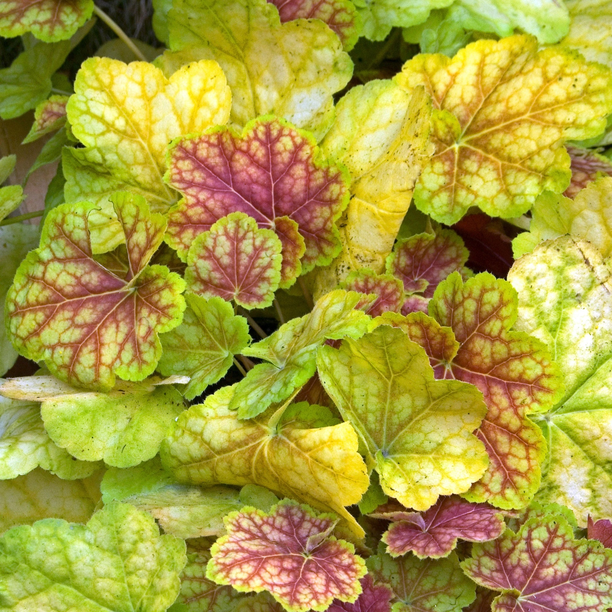 Mix Heuchera Champagne Flower seeds for Planting Pollinator Friendly Heirloom & GMO Free Seeds for Home Garden 
 
 Sale