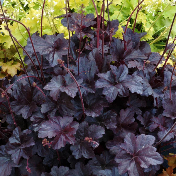 Black Obsidian Flower seeds for Planting - Cottage Garden Essential, Heirloom & GMO Free Seeds for Home Garden