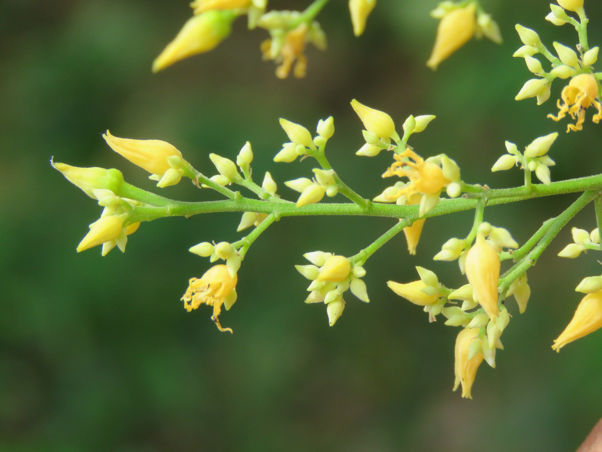 Hevea Brasiliensis Flower seeds for Planting Fragrant Blossoms Heirloom & GMO Free Seeds for Home Garden