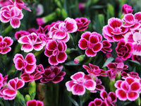 Pink Double-Flowered Dianthus Seeds for Easy Planting