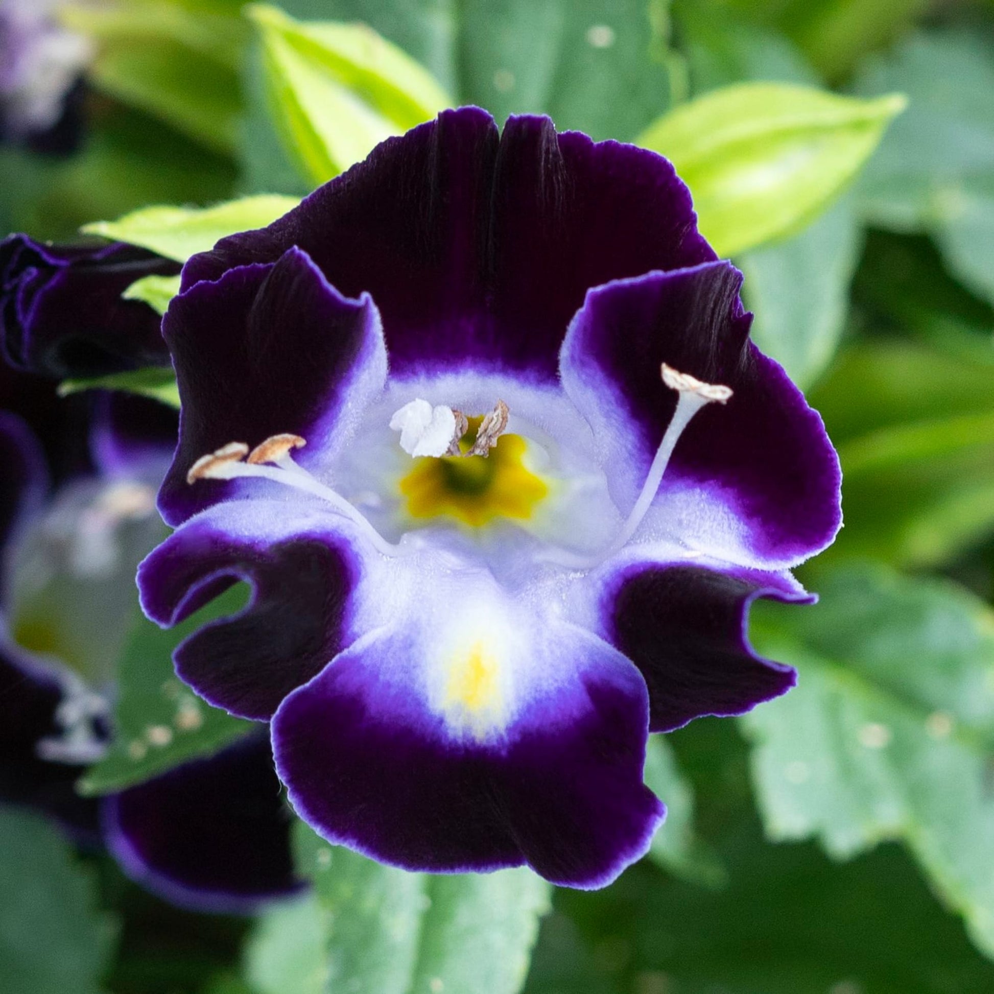 Deep Blue Torenia Flower seeds for Planting - Bright Blooms, Heirloom & GMO Free Seeds for Home Garden