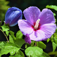 Violet Hibiscus Flower seeds for Planting - Pollinator Friendly, Heirloom & GMO Free Seeds for Home Garden