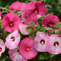 Heirloom Hibiscus Moscheutos Flower seeds for Planting Low Maintenance Heirloom & GMO Free Seeds for Home Garden