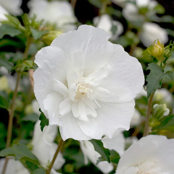 White Sharon Rose Flower seeds for Planting - Colorful Display, Heirloom & GMO Free Seeds for Home Garden