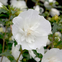 White Sharon Rose Flower seeds for Planting - Colorful Display, Heirloom & GMO Free Seeds for Home Garden