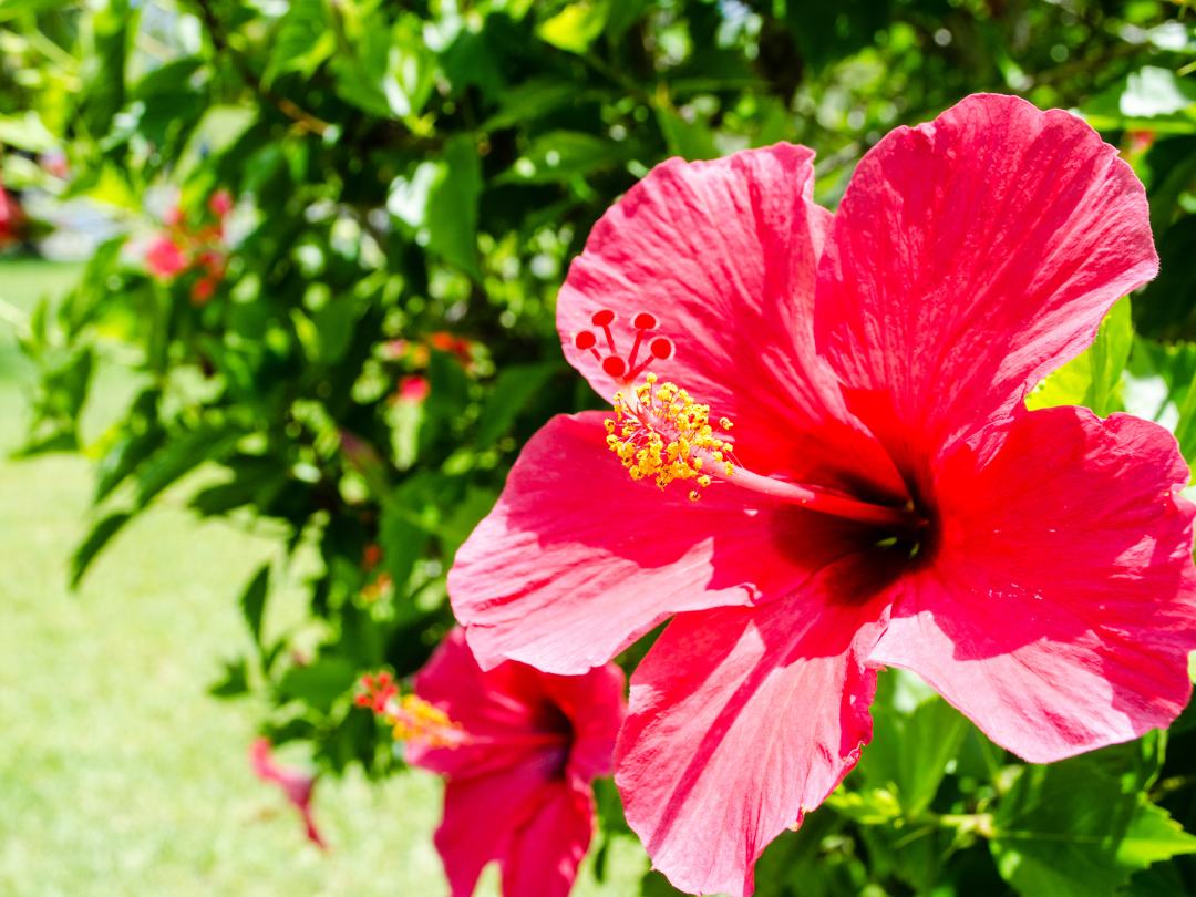 Hibiscus Flower seeds for Planting Perfect for Borders Heirloom & GMO Free Seeds for Home Garden