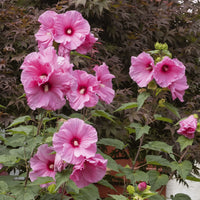 Heirloom Hibiscus Moscheutos Flower seeds for Planting Low Maintenance Heirloom & GMO Free Seeds for Home Garden