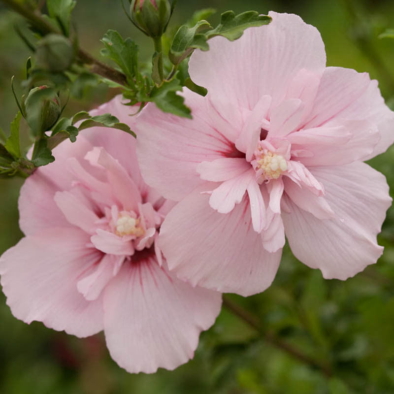 Pink Hibiscus Syriacus Flower seeds for Planting - Drought Tolerant, Heirloom & GMO Free Seeds for Home Garden