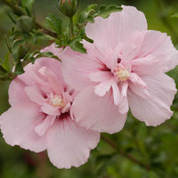 Pink Hibiscus Syriacus Flower seeds for Planting - Drought Tolerant, Heirloom & GMO Free Seeds for Home Garden