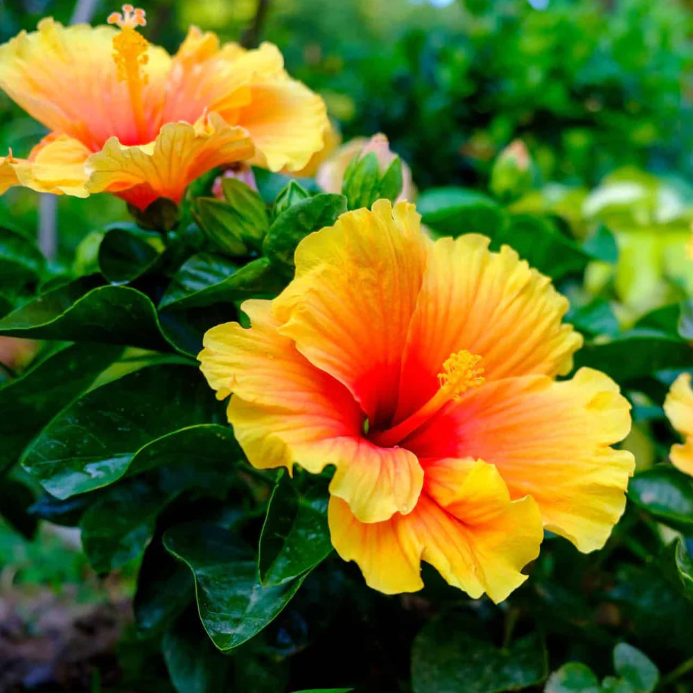 Hibiscus Flower seeds for Planting - Sun Loving, Heirloom & GMO Free Seeds for Home Garden