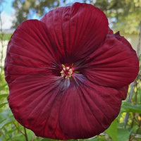 Burgundy Hibiscus Flower seeds for Planting Colorful Display Heirloom & GMO Free Seeds for Home Garden 
 
 Sale