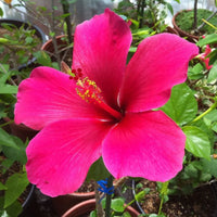 Pink Hibiscus Flower seeds for Planting Cottage Garden Essential Heirloom & GMO Free Seeds for Home Garden