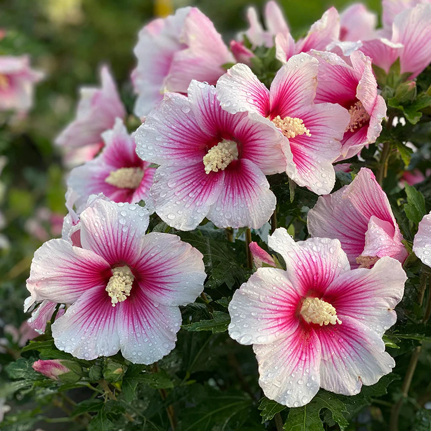 Pink Sharon Flower seeds for Planting - Colorful Display, Heirloom & GMO Free Seeds for Home Garden
