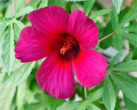 Cannabinus Flower seeds for Planting Vibrant Colors Heirloom & GMO Free Seeds for Home Garden